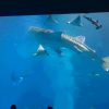 沖縄 ちゅら海水族館｜子どもが一番楽しめたのは「ちびっことりで」！？