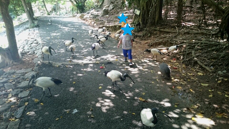 付いて来る鳥達