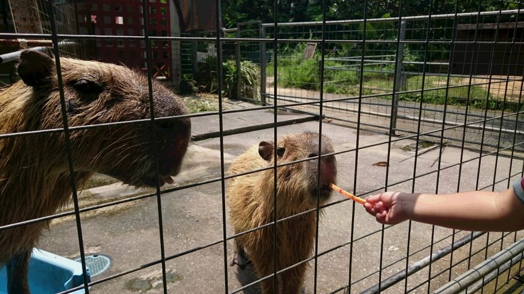 動物ふれあいコーナー