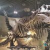 恐竜の化石がいっぱい｜国立科学博物館（東京都上野）は常設展だけでも十分