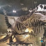 恐竜の化石がいっぱい|国立科学博物館(東京都上野)は常設展だけでも十分